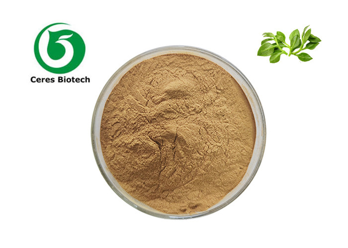 Herbal Extract Powder Andrographis Paniculata Extract Andrographolide 10%